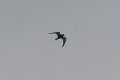 Black Tern 2012-04-14_4
